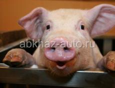 Продается свинья 50_60 кг