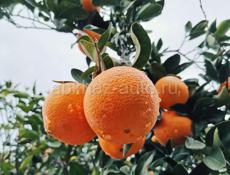 Продам апельсины 