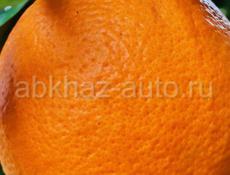 Продам апельсины 