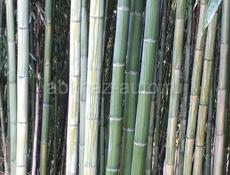 Продою бамбук 