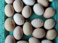 Яйца домашние, свежие 10шт 100р