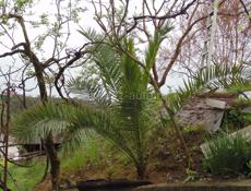 Финиковая канарская пальма