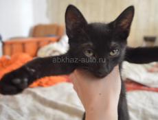 Чёрный котёнок 
