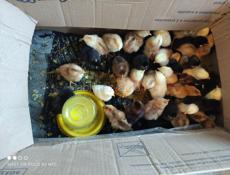 Продаются цыплята местных пород 260 штук