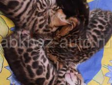 Продаются котята породы Бенгальская