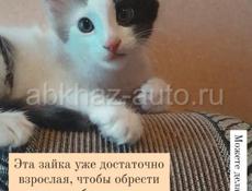 Котенок турецкий ван