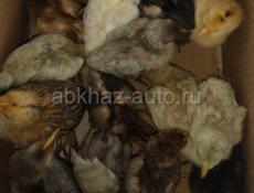Продаются цыплята разнои породы