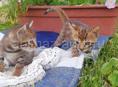 Котята породы - Бенгальская кошка