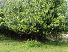участок  25  сот Верхний  Пшап с  фруктовыми деревьями 1млнруб