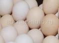 Домашние свежие яйца 