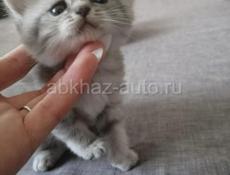 Британские котята