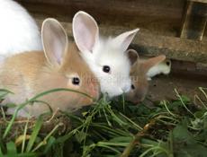 Кролики пушистые 🐇🐿