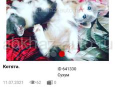 Котята породы Турецкий вал 😻