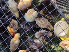Продаются  цыплята  12-13 дней местных пород 100 руб.