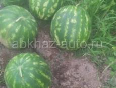 Арбуз 🍉 срочно