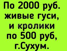 2000 руб. гуси, и кролики по 500 руб,.г.Сухум. 