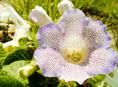 Кындыг. Комнатный цветок Глоксиния