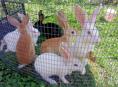 Продаются кролики большой породы белые красноглазые 