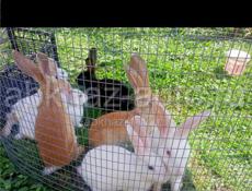 Продаются кролики 3,5 месяцев белые красноглазые 