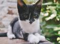 Самый умный и красивый котенок в Сухуме