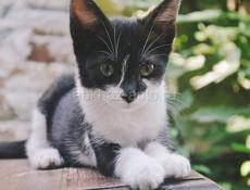 Самый умный и красивый котенок в Сухуме