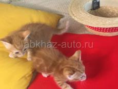 Отдам в добрые руки котят от домашней кошки"Шиншиллы"