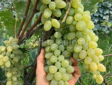 Продаётся виноград белый для изготовлений вино