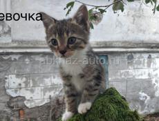 Котята от вислоухой кошки в добрые руки!