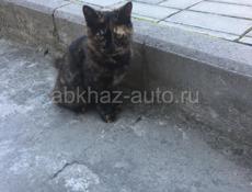 Отдам котёнка 