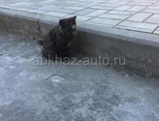 Отдам котёнка 