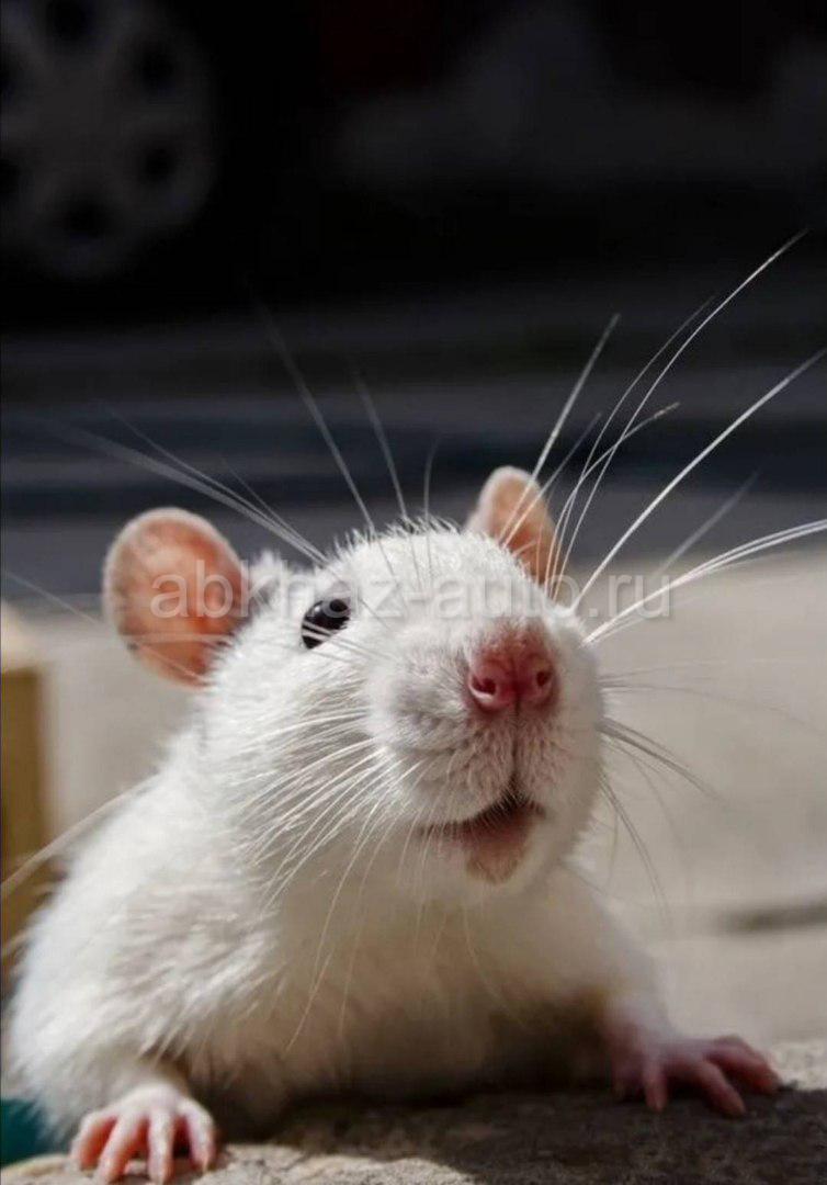 Домашние белые мыши. Крыса Дамбо. Декоративная крыса Пасюк. Шиншилловые крысы. Белая крыса.