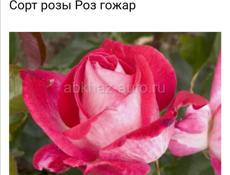 Продаю кусты роз