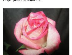 Продаю кусты роз