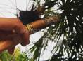 Кубинские сигары 