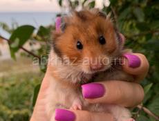 Сирийский Хомяк 🐹