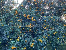 Продаются мандарины с дерева, Нижняя Эшера . +79409998714