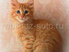 Продаются котята турецкой ангоры