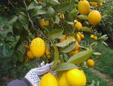 Агудзера продам лимон около тонны