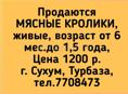 МЯСНЫЕ КРОЛИКИ живые, возраст от 6 мес.до 1,5 года,.Цена 1200 р.г. Сухум, Турбаза