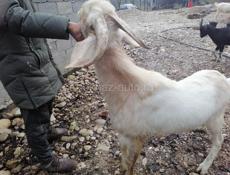 Продаётся нубийский козел