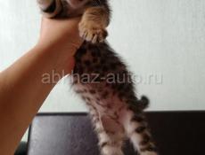 Бенгальская кошка. Бенгальские котята