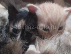 Котята-крысоловы подросшие в добрые руки