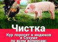 Чистка поросят , кур и индюков 