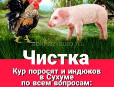 Чистка поросят , кур и индюков 