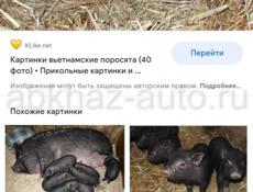 Продам поросёнка мальчика вьетнамского 