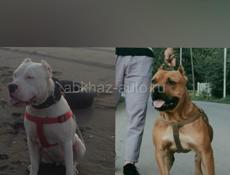 Pitbull terier X BullyCross Pitbull (28-35kg)