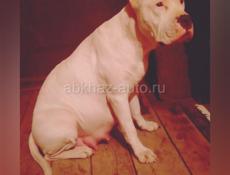 Pitbull terrier