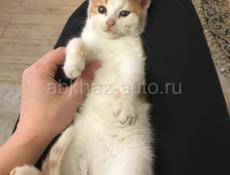 Котёнок 