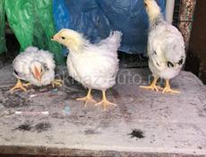 Продаются подрощенные цыплята 