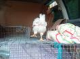 Продаю цыплят подрощенный в Очамчире 